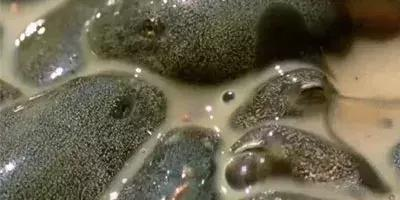 亚博官网|印度爆款动作片《苏丹》拳拳到肉 “猴神大叔”为爱摔跤(图3) 亚博体育下载